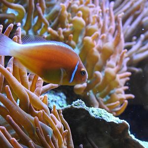 Pink Skunk Clownfish