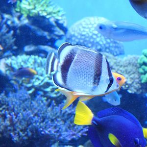Threebanded Butterflyfish
