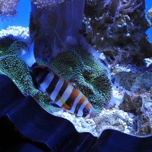 Harlequin Tuskfish