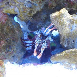 Peacock Mantis Shrimp