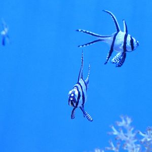 Banggai Cardinalfish