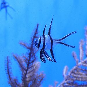 Banggai cardinalfish