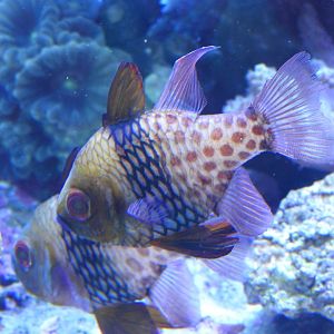 Pajama Cardinalfish