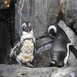 African Penguins