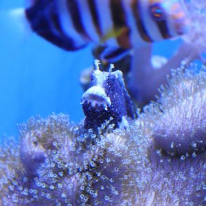Unknown blenny