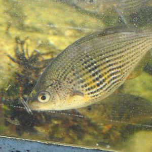Shiner Surfperch