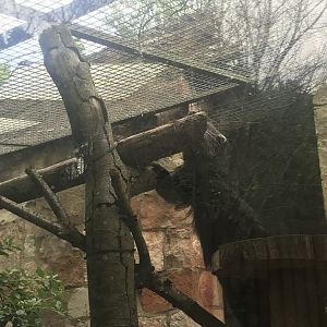 Binturong climbing