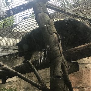 Binturong climbing