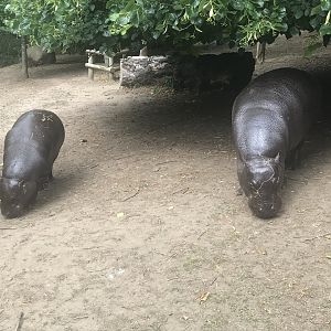Pygmy hippo and calf