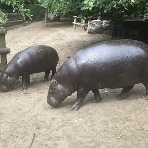 Pygmy hippo and calf