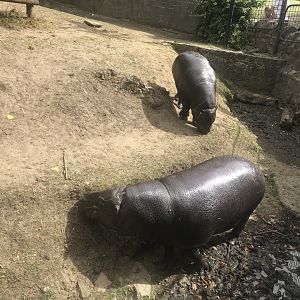Pygmy hippo and calf