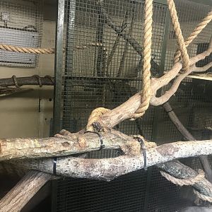 Ground cuscus indoors