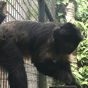 Yellow-breasted capuchin