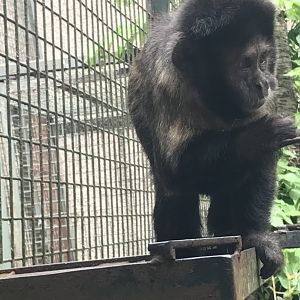 Yellow-breasted capuchin