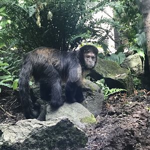 Yellow-breasted capuchin
