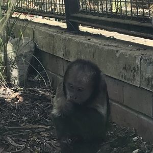 Yellow-breasted capuchin