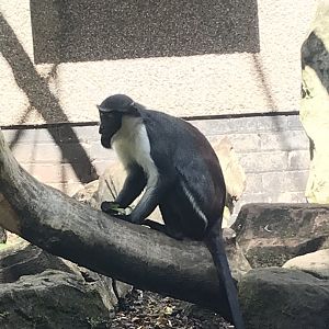 Diana monkey