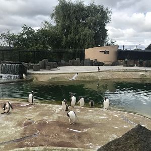 Penguin pool (2)