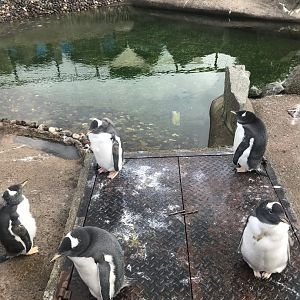 Gentoo penguins