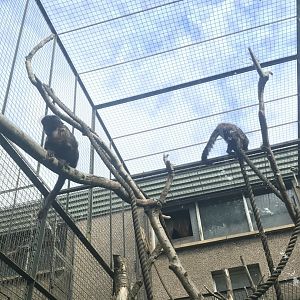Yellow-breasted capuchins