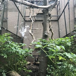 Diana monkey enclosure