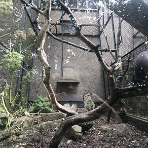 Diana monkey enclosure (2)