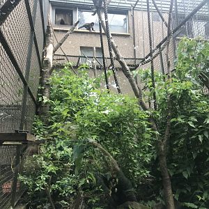 Yellow-breasted capuchin enclosure