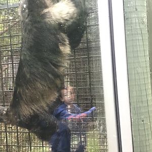 Yellow-breasted capuchin