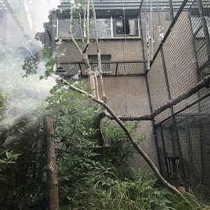 Yellow-breasted capuchin enclosure (2)