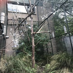 Yellow-breasted capuchin enclosure (3)