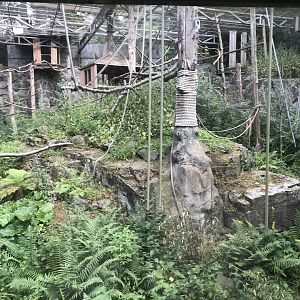 L’hoest’s monkey enclosure