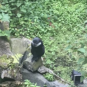 L’hoest’s monkey