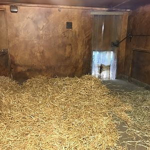 Red river hog indoors
