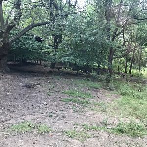 Red river hog enclosure