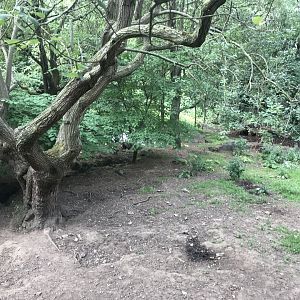 Red river hog enclosure (2)