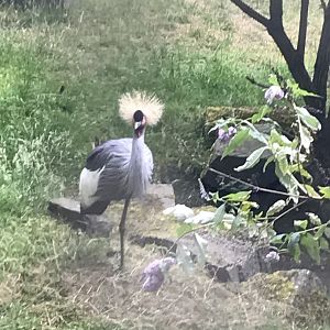 Grey crowned crane