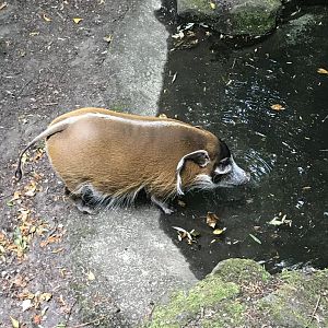Red river hog drinking