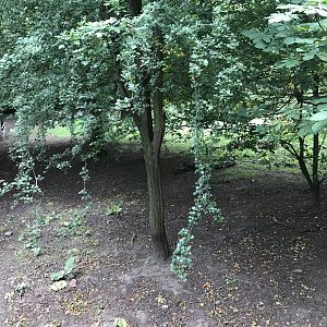 Red river hog enclosure (3)