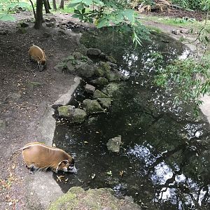 Red river hog pool