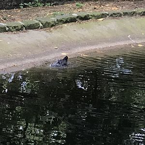 Blackbird bathing