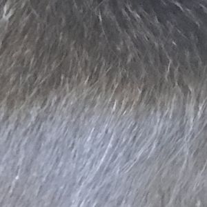 Gibbon fur closeup
