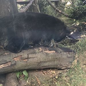 Binturong