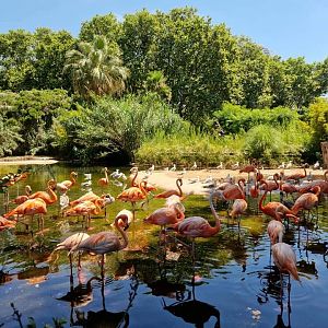 American Flamingos