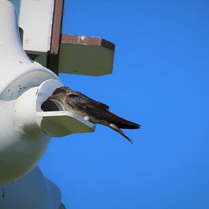 Eastern Purple Martin