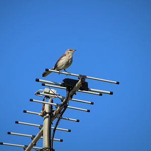 Eastern Mockingbird