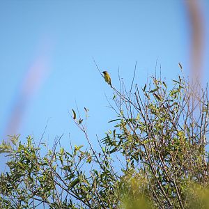 Eastern Yellowthroat