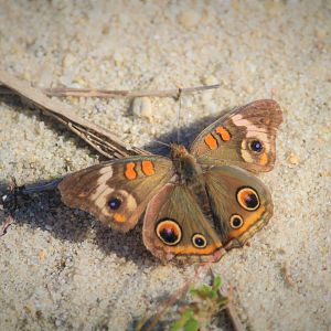 Common Buckeye