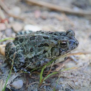 Fowler's Toad