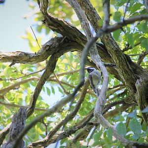 Carolina Chickadee