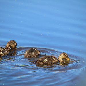 Mallard Ducklings